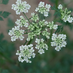 Photographie n°2245848 du taxon Aethusa cynapium L. [1753]