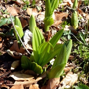 Photographie n°2245901 du taxon Veratrum album L. [1753]