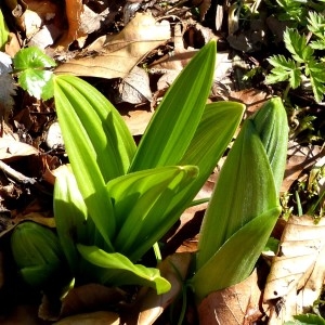 Photographie n°2245903 du taxon Veratrum album L. [1753]