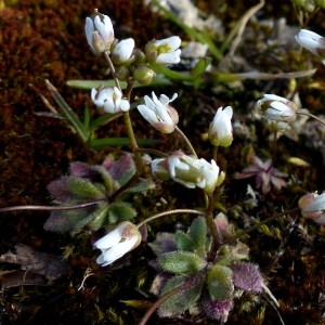 Photographie n°2245914 du taxon Erophila verna (L.) Chevall.