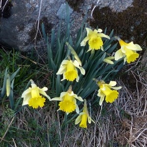 Photographie n°2245920 du taxon Narcissus pseudonarcissus L.