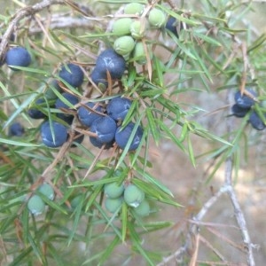 Photographie n°2245930 du taxon Juniperus communis L. [1753]