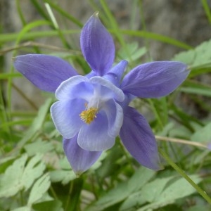 Photographie n°2246137 du taxon Aquilegia viscosa Gouan [1764]