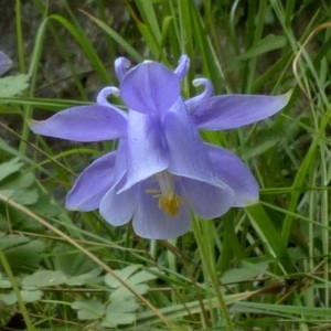 Photographie n°2246139 du taxon Aquilegia viscosa Gouan [1764]