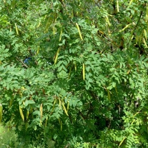 Photographie n°2246169 du taxon Caragana arborescens Lam. [1785]