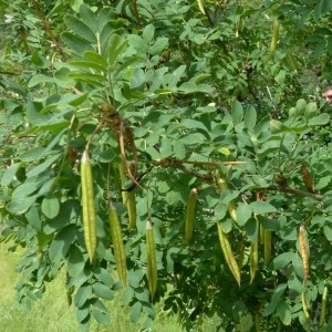 Photographie n°2246172 du taxon Caragana arborescens Lam. [1785]