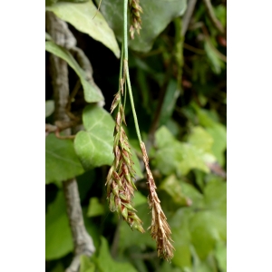 Carex brachystachys Schrank (Laiche à épis courts)