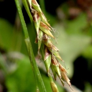 Photographie n°2246181 du taxon Carex brachystachys Schrank [1789]