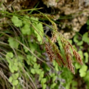Photographie n°2246184 du taxon Carex brachystachys Schrank [1789]