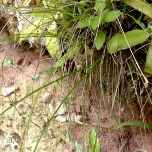 Photographie n°2246185 du taxon Carex brachystachys Schrank [1789]