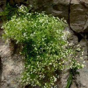 Photographie n°2246198 du taxon Galium anisophyllon Vill. [1779]