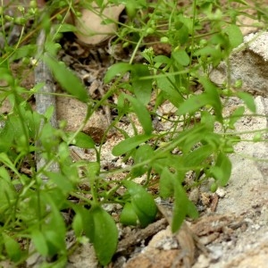 Photographie n°2246213 du taxon Hornungia procumbens var. pauciflorus (W.D.J.Koch) B.Bock [2013]