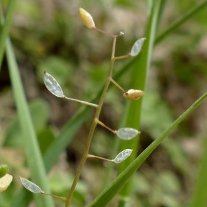 Photographie n°2246216 du taxon Hornungia procumbens var. pauciflorus (W.D.J.Koch) B.Bock [2013]