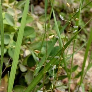 Photographie n°2246220 du taxon Hornungia procumbens var. pauciflorus (W.D.J.Koch) B.Bock [2013]