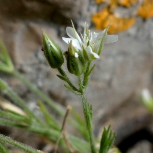 Photographie n°2246229 du taxon Minuartia lanuginosa (H.J.Coste) Braun-Blanq. [1931]