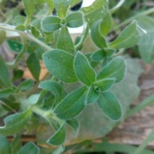 Photographie n°2246260 du taxon Cerastium glomeratum Thuill. [1799]