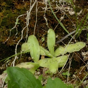 Photographie n°2246266 du taxon Pinguicula longifolia subsp. caussensis Casper [1962]