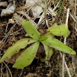 Photographie n°2246267 du taxon Pinguicula longifolia subsp. caussensis Casper [1962]