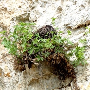 Photographie n°2246296 du taxon Potentilla caulescens subsp. cebennensis (Siegfr. ex Debeaux) Kerguélen [1994]