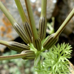 Photographie n°2246303 du taxon Scandix pecten-veneris subsp. pecten-veneris 