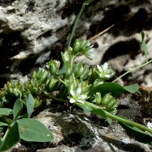 Photographie n°2246312 du taxon Telephium imperati L. [1753]