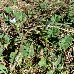 Photographie n°2246331 du taxon Malva neglecta Wallr.