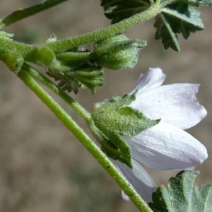 Photographie n°2246335 du taxon Malva neglecta Wallr.