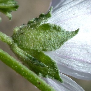 Photographie n°2246336 du taxon Malva neglecta Wallr.