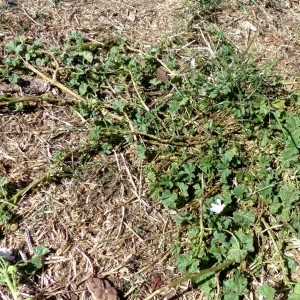 Photographie n°2246338 du taxon Malva neglecta Wallr.