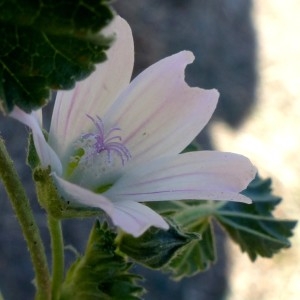 Photographie n°2246340 du taxon Malva neglecta Wallr.