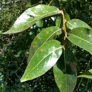 Photographie n°2246387 du taxon Salix pentandra L. [1753]