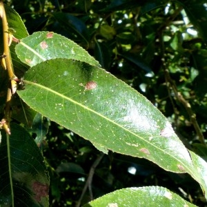 Photographie n°2246390 du taxon Salix pentandra L. [1753]