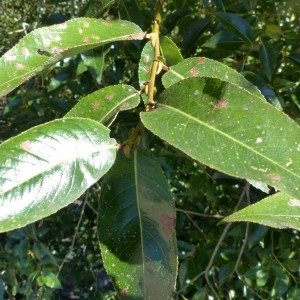 Photographie n°2246391 du taxon Salix pentandra L. [1753]