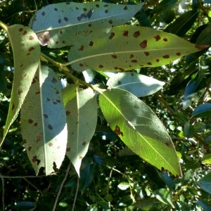 Photographie n°2246393 du taxon Salix pentandra L. [1753]