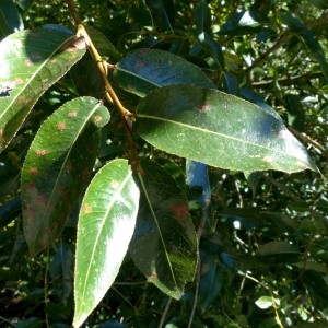 Photographie n°2246394 du taxon Salix pentandra L. [1753]