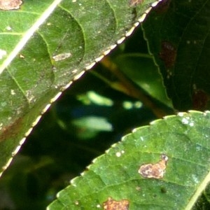 Photographie n°2246395 du taxon Salix pentandra L. [1753]