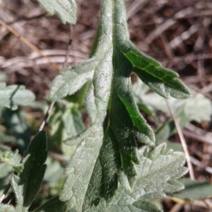 Photographie n°2246423 du taxon Verbena officinalis L. [1753]