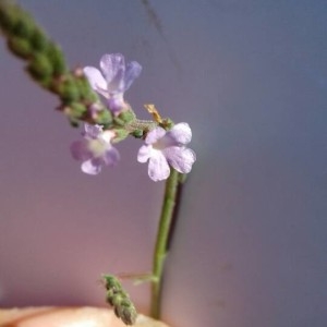 Photographie n°2246424 du taxon Verbena officinalis L. [1753]