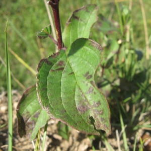 Photographie n°2246427 du taxon Cornus sanguinea L. [1753]