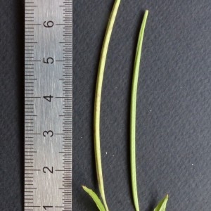 Photographie n°2246431 du taxon Epilobium tetragonum subsp. tetragonum 