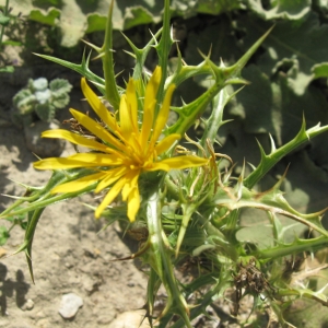 Photographie n°2246445 du taxon Scolymus hispanicus L. [1753]