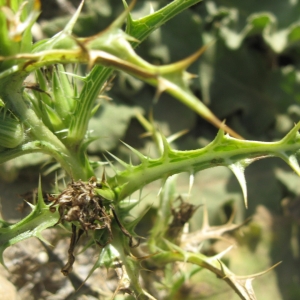Photographie n°2246446 du taxon Scolymus hispanicus L. [1753]