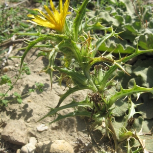 Photographie n°2246447 du taxon Scolymus hispanicus L. [1753]