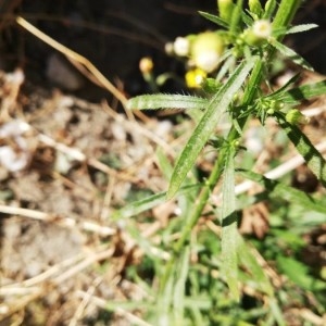 Photographie n°2246520 du taxon Erigeron canadensis L. [1753]