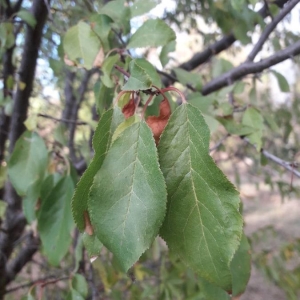 Photographie n°2246561 du taxon Prunus domestica L. [1753]