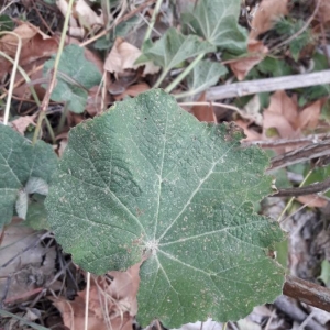 Photographie n°2246692 du taxon Alcea rosea L. [1753]