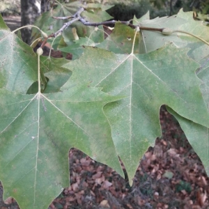 Photographie n°2246694 du taxon Platanus x hispanica Mill. ex Münchh. [1770]