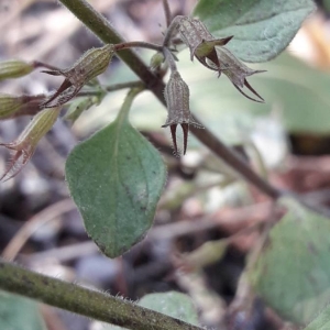 Photographie n°2246696 du taxon Clinopodium nepeta (L.) Kuntze [1891]