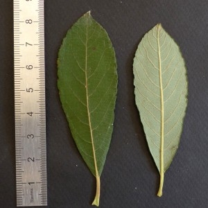 Photographie n°2246740 du taxon Salix cinerea L. [1753]