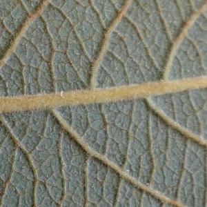 Photographie n°2246741 du taxon Salix cinerea L. [1753]